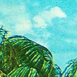 THE HOSPITALS - HAIRDRYER PEACE LP